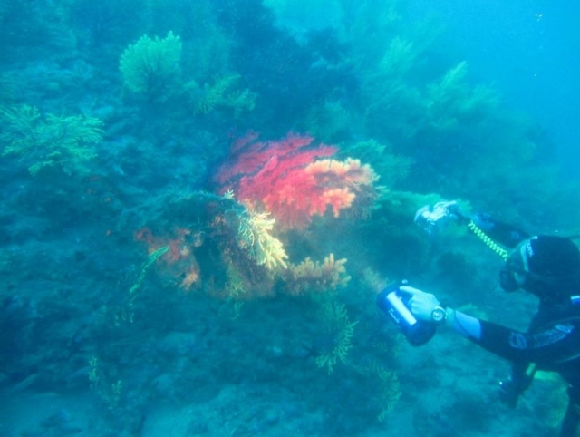  Gorgonien 